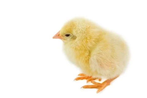 Sweet Easter chicks isolated on white Stock Photos