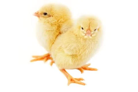 Sweet Easter chicks isolated on white Stock Photos