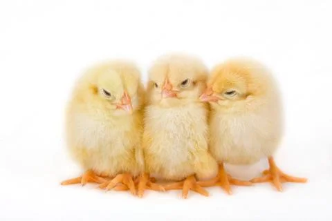 Sweet Easter chicks isolated on white Stock Photos