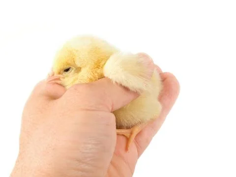 Sweet Easter chicks Stock Photos