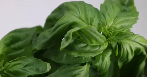 Sweet English basil herb leaf shaking in light breeze on white background Stock Footage 186332913