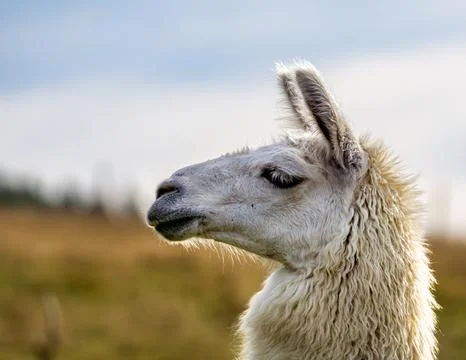 The Sweet Expression of an Alpaca's Face Stock Photos