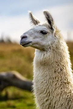 The Sweet Expression of an Alpaca's Face Stock Photos