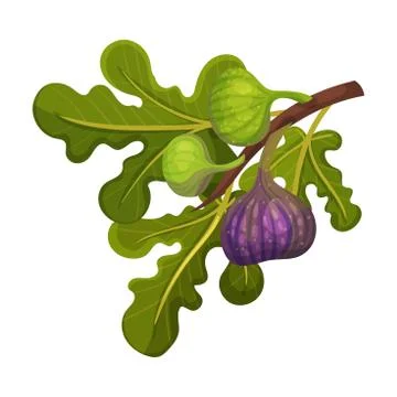 Sweet Fig Fruit with Thin Skin Hanging From Tree Branch Vector Illustration Stock Illustration