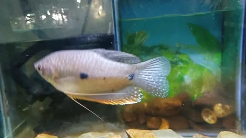 Sweet Fish Stockbeeldmateriaal 219712958