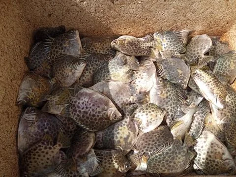 Sweet fish 库存插图