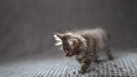 Sweet fluffy kitten on a gray blanket Stock Footage 278534600