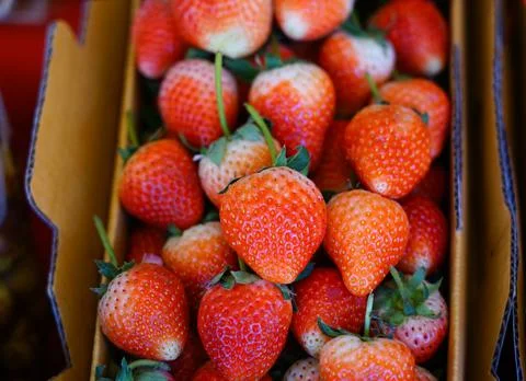 Sweet freshness strawberry group ready to eat storage in container box for se Stock-Fotos