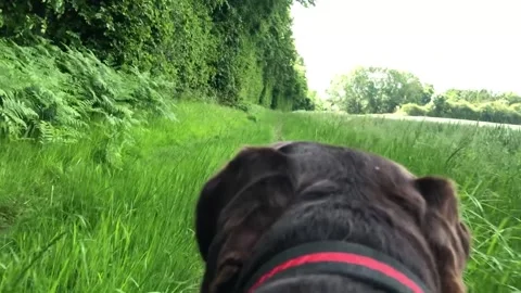 Sweet German Wirehaired Pointer dog POV running in field sunny day Stock Footage 306374020
