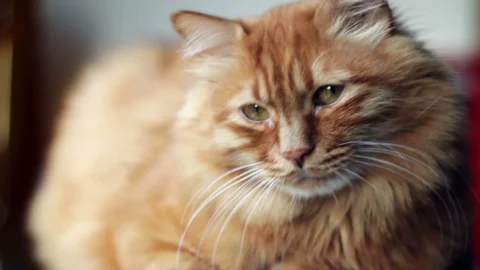 Sweet Ginger Cat Blinking His Eyes Stock-Footage 96241535