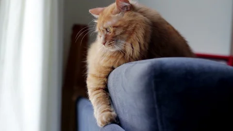 Sweet Ginger Cat Lying On Arm Of Sofa. Fluffy Pet Starring At Something Stock Footage 96234888