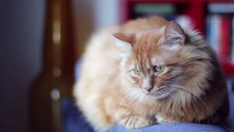 Sweet Ginger Cat Lying On couch. Fluffy Pet Starring At Something 스톡 동영상 96241558
