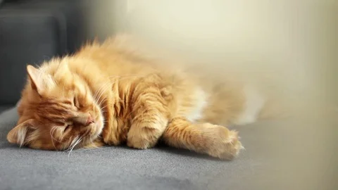 Sweet Ginger Cat Lying on Couch Near Window Curtain and Looking Camera Stock Footage 96247250