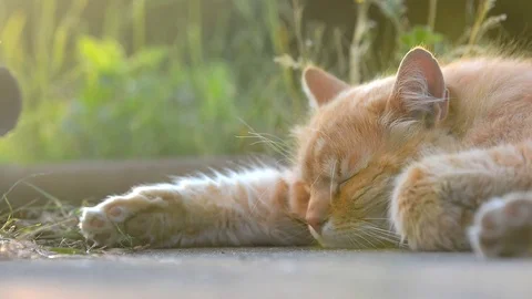 Sweet ginger cat sleeping on the garden. Stock Footage 76740752