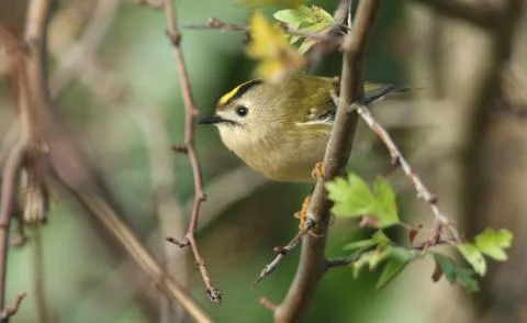 A sweet Goldcrest , Regulus regulus, perching on a branch. Stock Photos