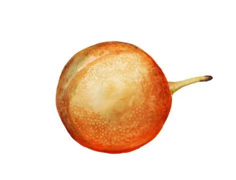 Sweet granadilla fruit Stock Illustration