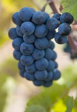 Sweet grapes Stock Photos