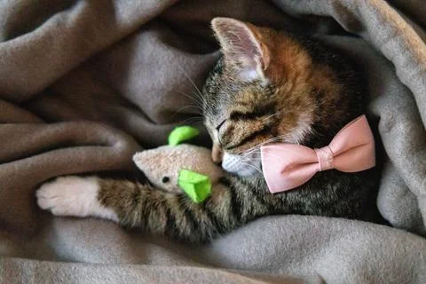 A sweet gray kitten sleeping while cuddling its small toy mouse Stock Photos
