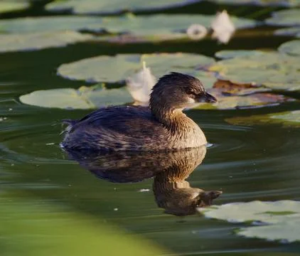 Sweet Grebe 库存照片