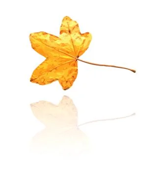 Sweet gum leaf 스톡 일러스트