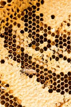 Sweet honeycombs with honey Foto stock