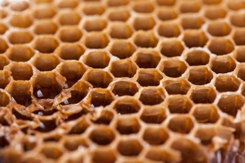 Sweet honeycombs Stock Photos