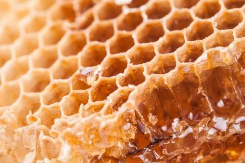Sweet honeycombs Stock Photos