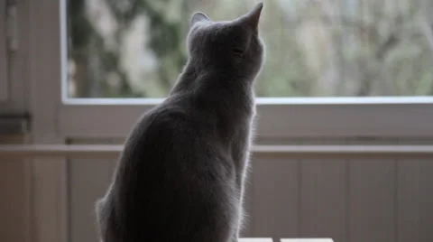 Sweet House Kitty Cat Stock Footage 34999531