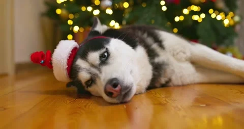 A sweet husky dog in santa hat is laying on the floor near a Christmas tree