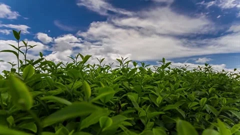 Sweet iced tea and tea garden Stock Footage 265953700