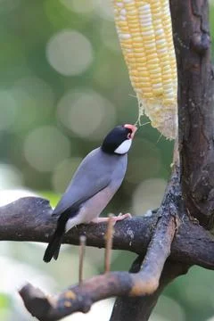 Sweet Java sparrow, solo perching on a branch in nature Stock Photos