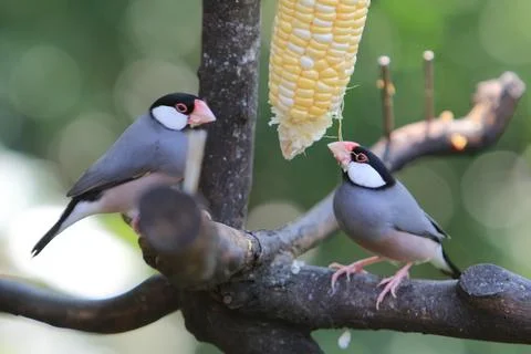 Sweet Java sparrow, solo perching on a branch in nature Stock Photos