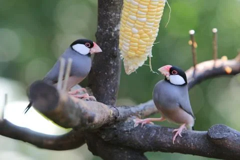 Sweet Java sparrow, solo perching on a branch in nature Stock Photos