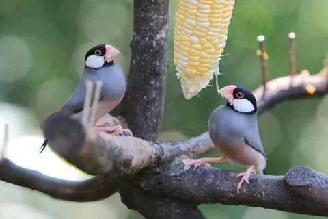 Sweet Java sparrow, solo perching on a branch in nature Stock Photos