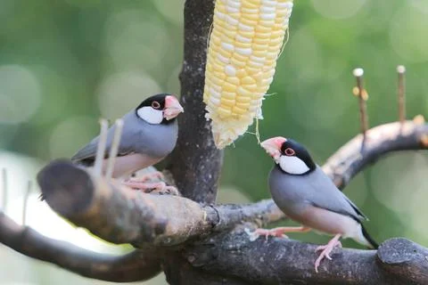 Sweet Java sparrow, solo perching on a branch in nature Stock Photos