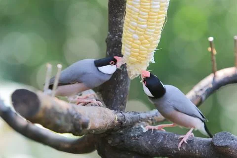 Sweet Java sparrow, solo perching on a branch in nature Stock Photos