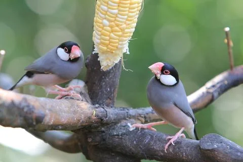 Sweet Java sparrow, solo perching on a branch in nature Stock Photos