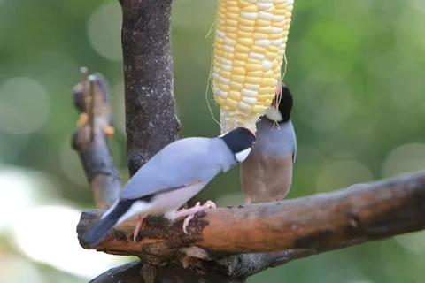 Sweet Java sparrow, solo perching on a branch in nature Stock Photos