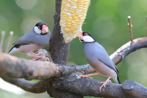 Sweet Java sparrow, solo perching on a branch in nature Stock Photos