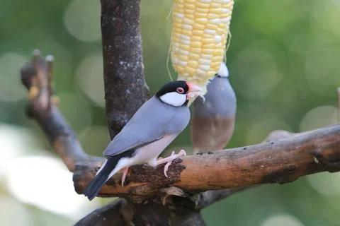 Sweet Java sparrow, solo perching on a branch in nature Stock Photos
