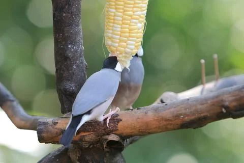 Sweet Java sparrow, solo perching on a branch in nature Stock Photos
