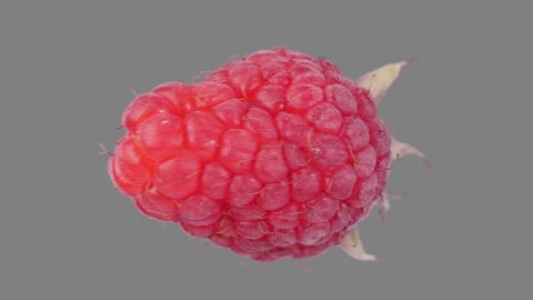 Sweet juicy raspberry rotate in seamless loop - isolated with alpha channel Video stock 147989331