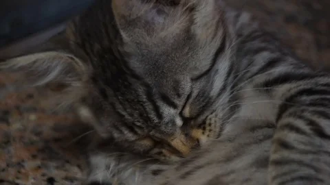 Sweet kitten licking Video stock 81825318