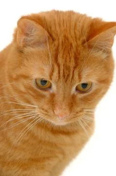 Sweet kitten Stock Photos