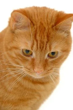 Sweet kitten Stock Photos