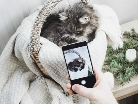 Sweet kitten in a wicker basket posing for a photo Stock Photos