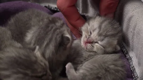 Sweet Kittens Resting Together Stock Footage 291699321
