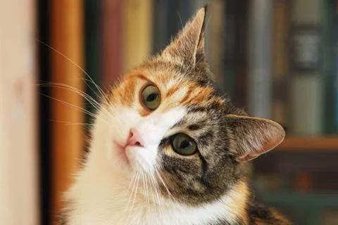 Sweet kitty look at camera, close-up face Foto stock
