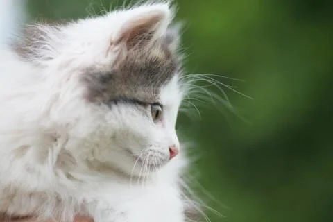 Sweet kitty to the side Stock Photos