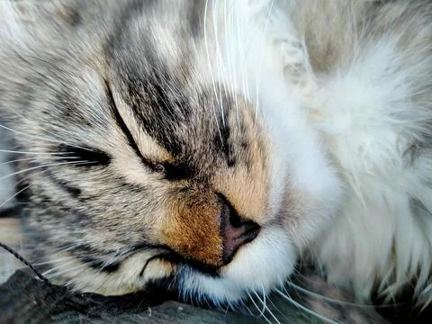 Sweet kitty sleep Stock Photos